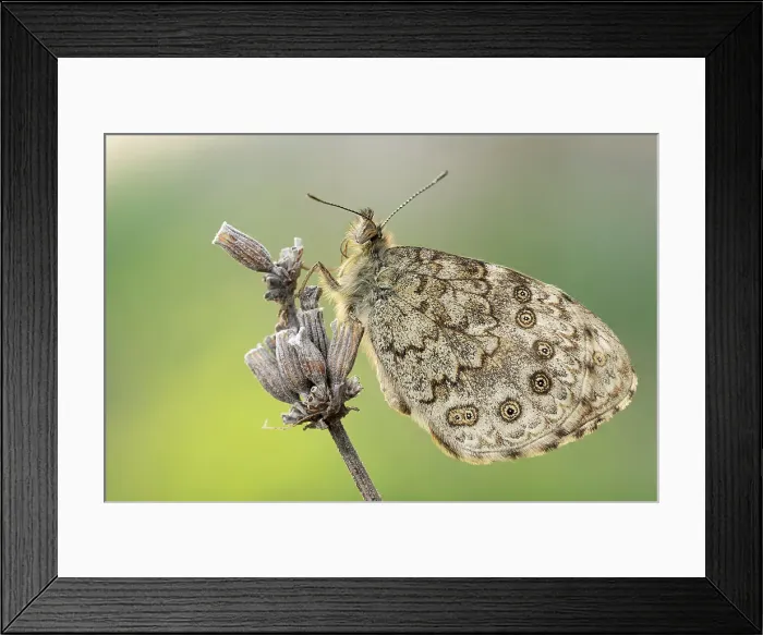 Framed Print : Lasiommata megera, Casareggio of Vobbia, Liguria, Italy Framed Print : Lasiommata megera, Casareggio of Vobbia, Liguria, Italy