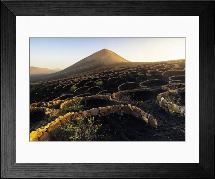 Framed Print : Vineyards at sunrise, La Geria, Las Palmas, Lanzarote, Canary Islands, Spain