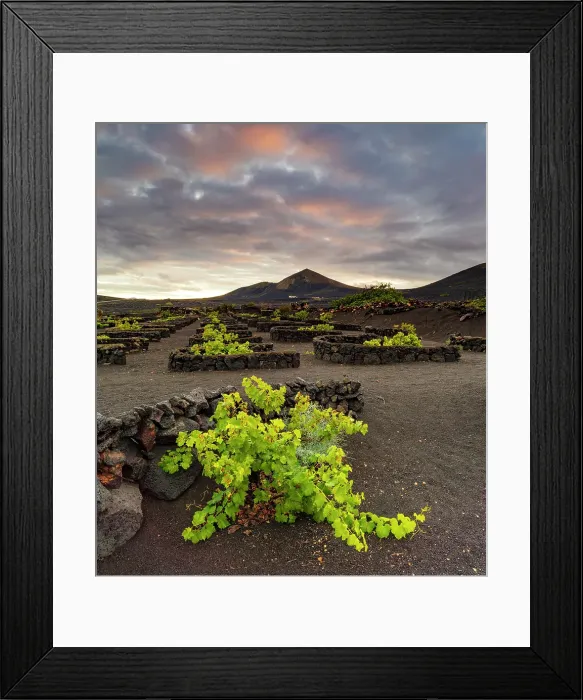 Framed Print : The vineyards and volcanic landscape of La Geria, Lanzarote, Canary Islands, Spain Framed Print : The vineyards and volcanic landscape of La Geria, Lanzarote, Canary Islands, Spain
