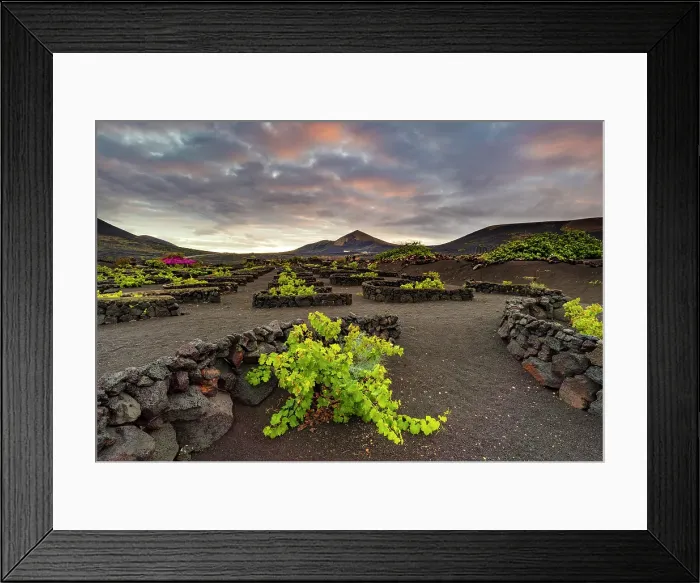 Framed Print : The vineyards and volcanic landscape of La Geria, Lanzarote, Canary Islands, Spain Framed Print : The vineyards and volcanic landscape of La Geria, Lanzarote, Canary Islands, Spain