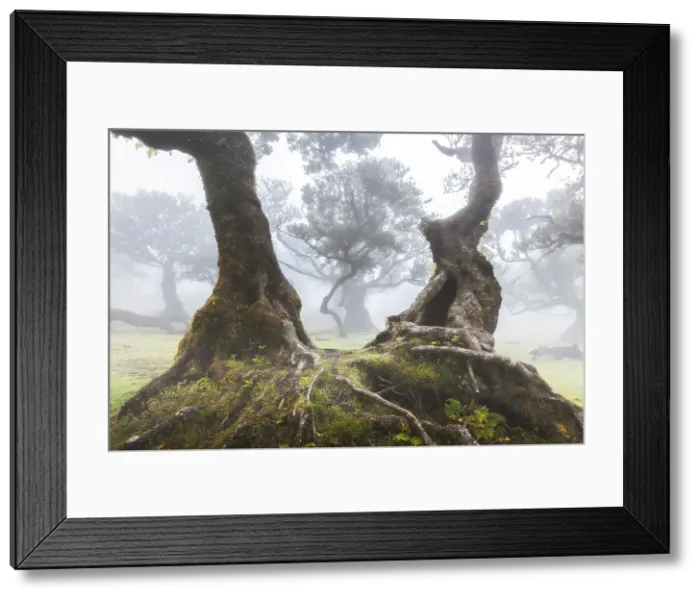 Framed Print : Beautiful view at Fanal Forest during a foggy day, Porto Moniz, Madeira, Portugal Framed Print : Beautiful view at Fanal Forest during a foggy day, Porto Moniz, Madeira, Portugal
