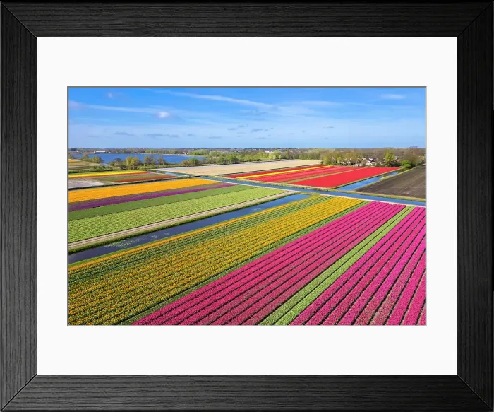 Framed Print : Aerial view of tulips stripes of various colors in spring. De Zilk, Noordwijk, Zuid-Holland district, Nederland