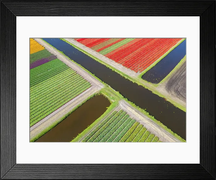 Framed Print : Aerial view of tulips stripes of various colors in spring. De Zilk, Noordwijk, Zuid-Holland district, Nederland Framed Print : Aerial view of tulips stripes of various colors in spring. De Zilk, Noordwijk, Zuid-Holland district, Nederland