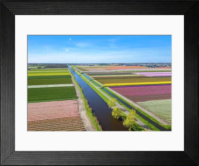 Framed Print : Aerial view of tulips stripes of various colors in spring. De Zilk, Noordwijk, Zuid-Holland district, Nederland Framed Print : Aerial view of tulips stripes of various colors in spring. De Zilk, Noordwijk, Zuid-Holland district, Nederland