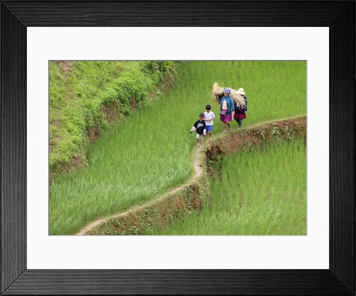 Framed Print : Family walking on the edge of a rice terrace, Tu Le, Yen Bai Province, Vietnam Framed Print : Family walking on the edge of a rice terrace, Tu Le, Yen Bai Province, Vietnam