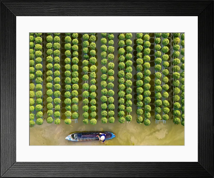 Framed Print : Aerial view of rows of chrysanthemums at Sa Dec flower village, Dong Thap Province, Meking Delta, Vietnam Framed Print : Aerial view of rows of chrysanthemums at Sa Dec flower village, Dong Thap Province, Meking Delta, Vietnam