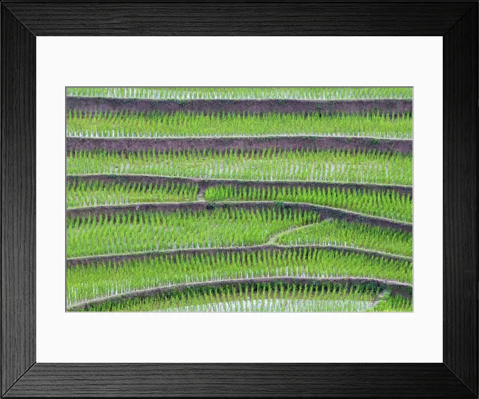 Framed Print : Rice terrace with young rice plants during the Water Season, Tu Le, Yen Bai Province, Vietnam Framed Print : Rice terrace with young rice plants during the Water Season, Tu Le, Yen Bai Province, Vietnam