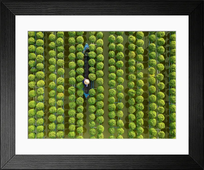 Framed Print : Aerial view of rows of chrysamthemums at Sa Dec flower village, Dong Thap Province, Meking Delta, Vietnam Framed Print : Aerial view of rows of chrysamthemums at Sa Dec flower village, Dong Thap Province, Meking Delta, Vietnam