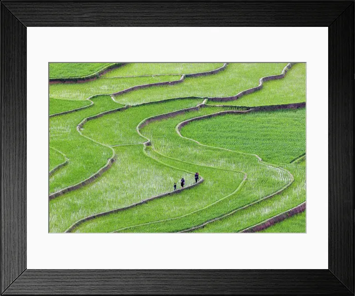 Framed Print : Rice terraces, Tu Le, Yen Bai Province, Vietnam Framed Print : Rice terraces, Tu Le, Yen Bai Province, Vietnam