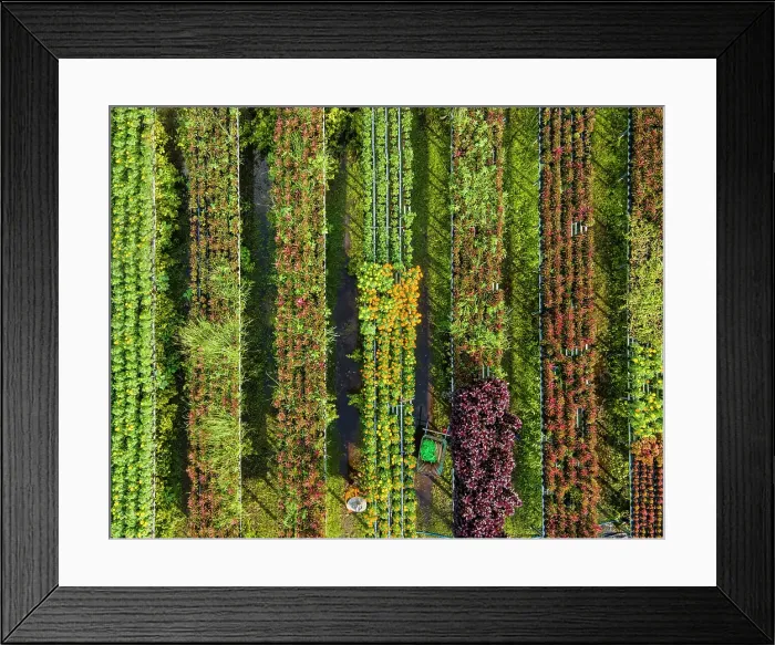 Framed Print : Aerial view of rows of plants at Sa Dec flower village, Dong Thap Province, Meking Delta, Vietnam Framed Print : Aerial view of rows of plants at Sa Dec flower village, Dong Thap Province, Meking Delta, Vietnam