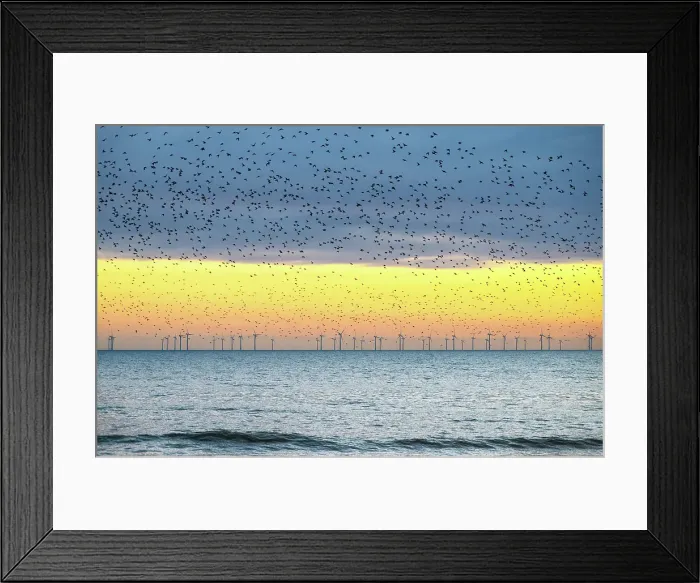 Framed Print : Starling murmuration at sunset, with the Rampion offshore windfarm in the distance, City of Brighton and Hove, East Sussex, England Framed Print : Starling murmuration at sunset, with the Rampion offshore windfarm in the distance, City of Brighton and Hove, East Sussex, England