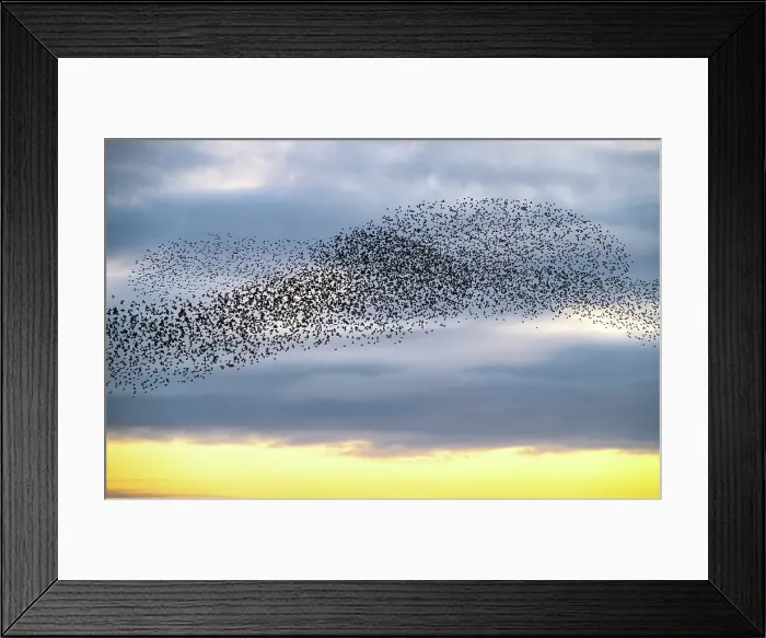 Framed Print : Starling murmuration at sunset, as seen from the Brighton Beach, City of Brighton and Hove, East Sussex, England Framed Print : Starling murmuration at sunset, as seen from the Brighton Beach, City of Brighton and Hove, East Sussex, England