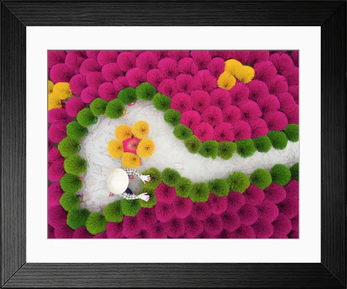 Framed Print : Local woman laying out colourful Incense sticks to dry, Quang Phu Cau village, near Hanoi, Vietnam Framed Print : Local woman laying out colourful Incense sticks to dry, Quang Phu Cau village, near Hanoi, Vietnam