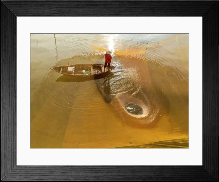 Framed Print : Fisherman checking his net at sunrise, Cua Dai fishing village, near Hoi An, Central Vietnam Framed Print : Fisherman checking his net at sunrise, Cua Dai fishing village, near Hoi An, Central Vietnam