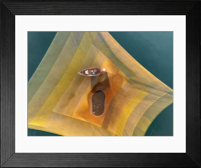 Framed Print : Aerial view of fisherman checkinjg his net, Cua Dai fishing village, near Hoi An, Central Vietnam Framed Print : Aerial view of fisherman checkinjg his net, Cua Dai fishing village, near Hoi An, Central Vietnam