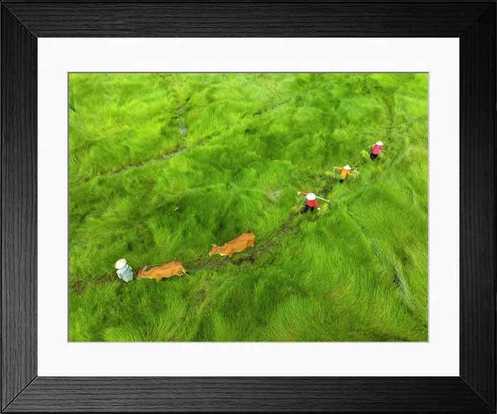 Framed Print : Family and their cows crossing sedge grass field, near Hoi An, Central Vietnam Framed Print : Family and their cows crossing sedge grass field, near Hoi An, Central Vietnam