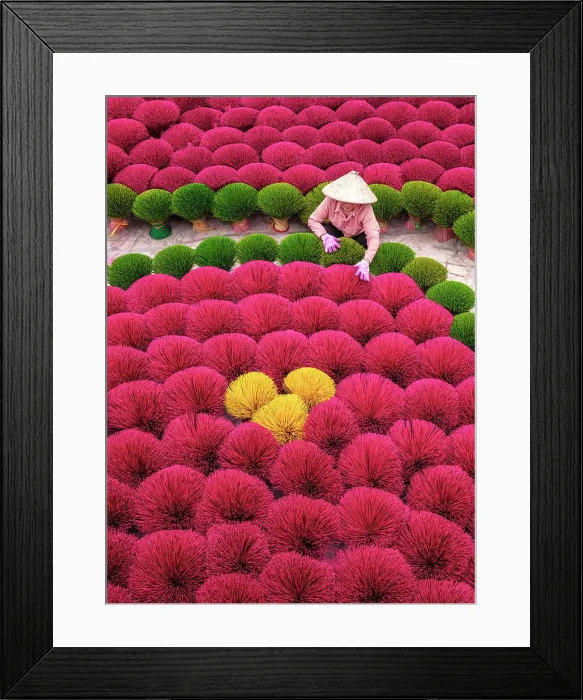 Framed Print : Local woman laying out colourful Incense sticks to dry, Quang Phu Cau village, near Hanoi, Vietnam Framed Print : Local woman laying out colourful Incense sticks to dry, Quang Phu Cau village, near Hanoi, Vietnam