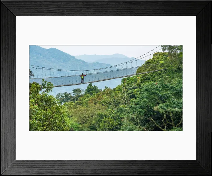 Framed Print : Africa, Rwanda, Nyungwe National Park. The canopy walk through the rainforest Framed Print : Africa, Rwanda, Nyungwe National Park. The canopy walk through the rainforest