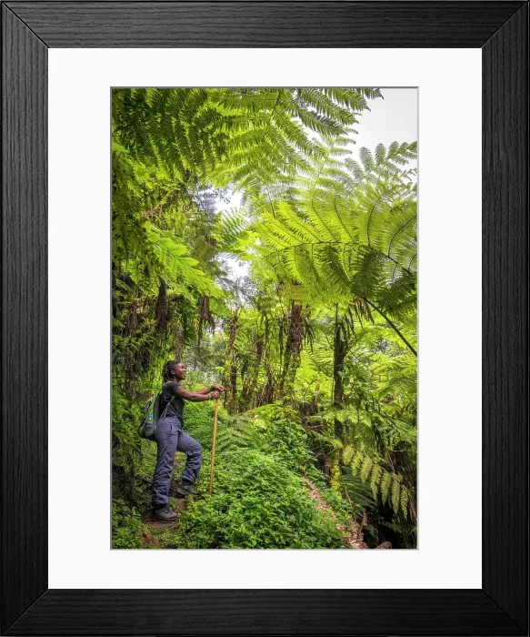 Framed Print : Africa, Rwanda, Nyungwe National Park. A woman on a hike through the tree ferns Framed Print : Africa, Rwanda, Nyungwe National Park. A woman on a hike through the tree ferns