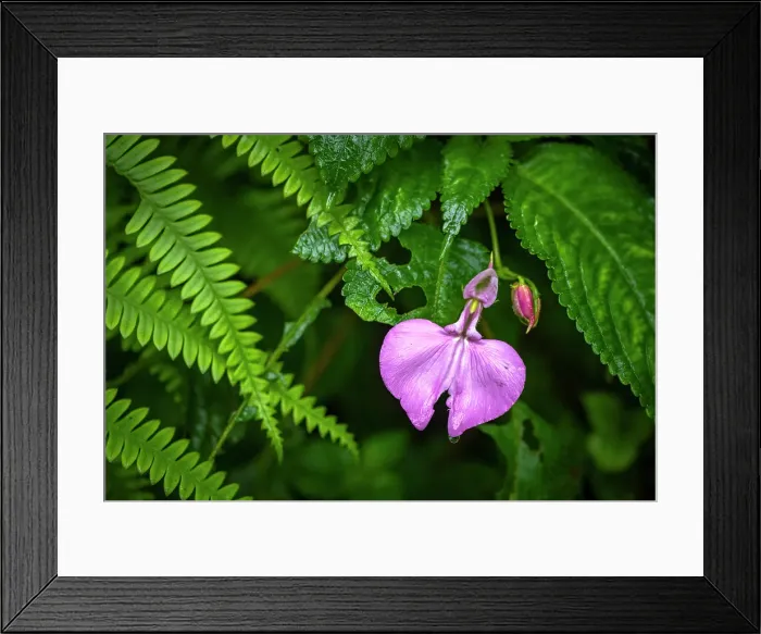 Framed Print : Africa, Rwanda, Nyungwe National Park. A Flower of impatiens after the rain