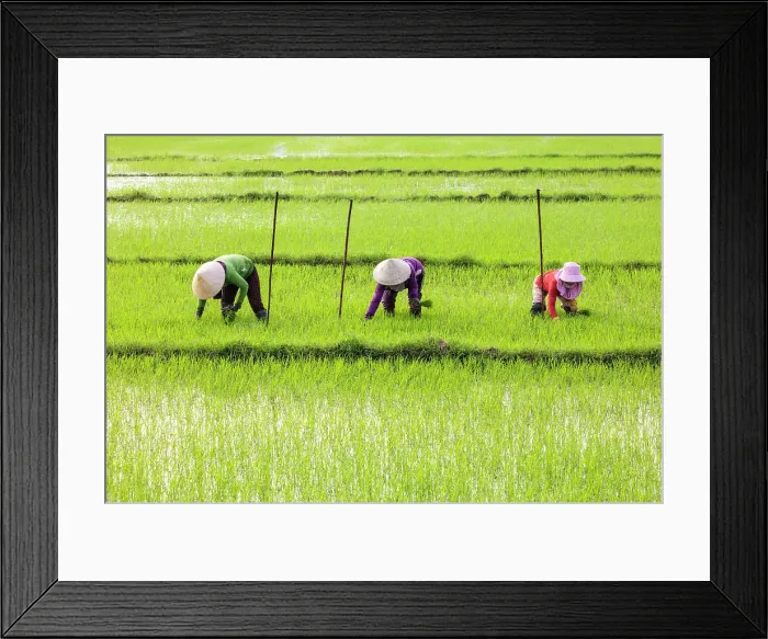 Framed Print : Women planting rice, North Vietnam Framed Print : Women planting rice, North Vietnam
