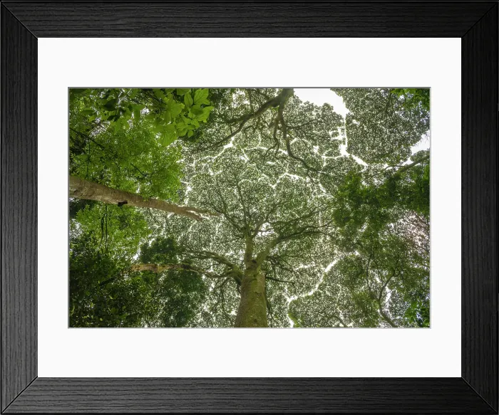 Framed Print : Africa, Rwanda, Nyungwe National Park. giant trees seen from below