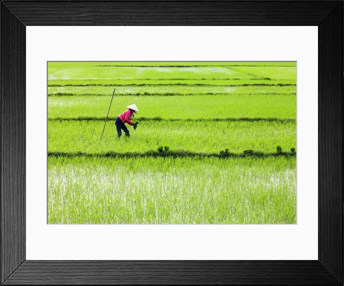 Framed Print : Woman planting rice, North Vietnam Framed Print : Woman planting rice, North Vietnam