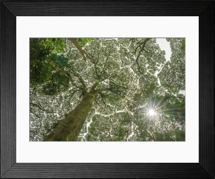 Framed Print : africa, Rwanda, Nyungwe National Park. giant trees seen from below with the backlight Framed Print : africa, Rwanda, Nyungwe National Park. giant trees seen from below with the backlight