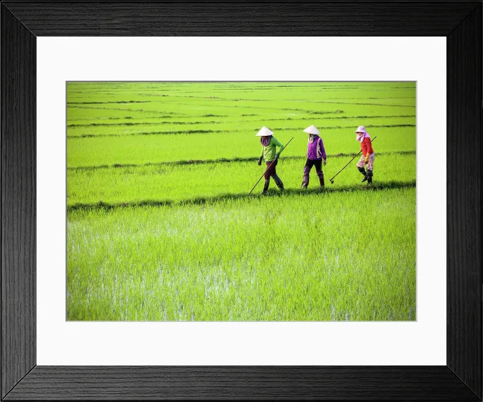 Framed Print : Women working in rice paddies, North Vietnam Framed Print : Women working in rice paddies, North Vietnam