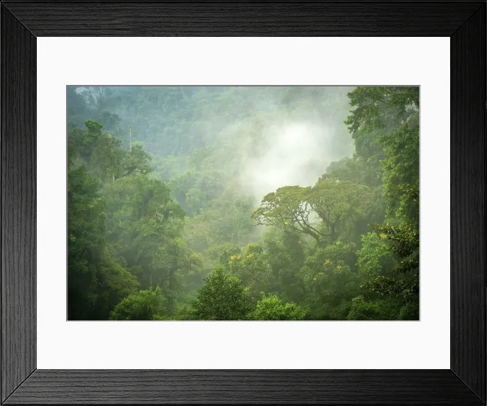 Framed Print : africa, Rwanda, Nyungwe National Park. Fog rising in the forest after a tropical rain Framed Print : africa, Rwanda, Nyungwe National Park. Fog rising in the forest after a tropical rain