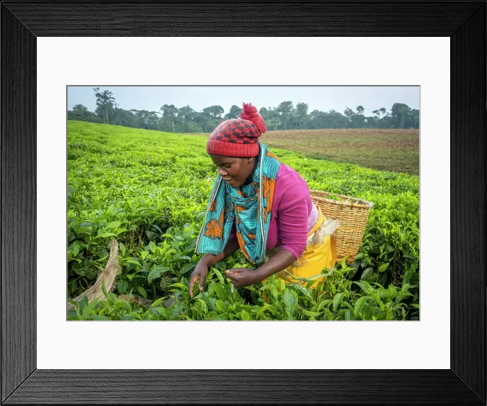 Framed Print : africa, Rwanda, near the Nyungwe National park. A woman of a local cooperative picking tea leaves in a Tea plantation