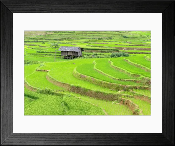Framed Print : The rice terraces of Tu Le, Yen Bai Province, Vietnam Framed Print : The rice terraces of Tu Le, Yen Bai Province, Vietnam