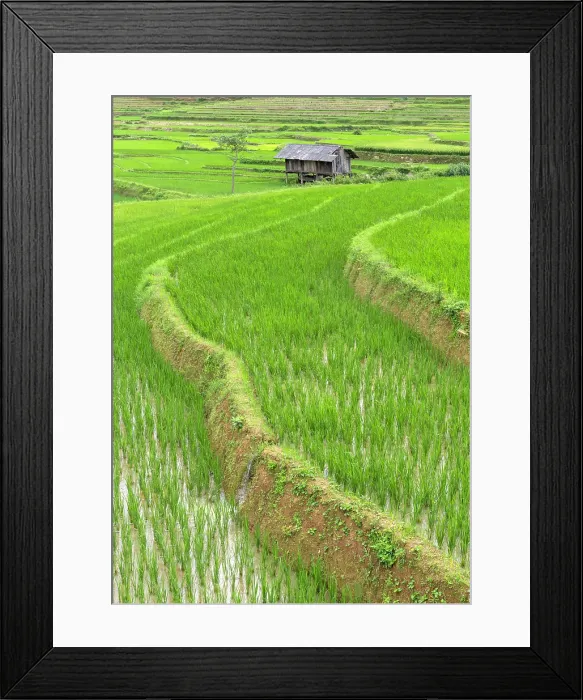 Framed Print : Rice terraces, Tu Le, Yen Bai Province, Vietnam Framed Print : Rice terraces, Tu Le, Yen Bai Province, Vietnam