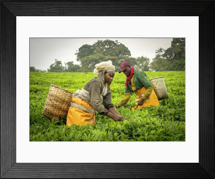 Framed Print : africa, Rwanda, near the Nyungwe National park. Workers of a local cooperative picking tea leaves in a Tea plantation