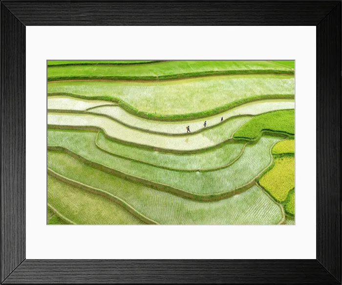 Framed Print : The rice terraces of Tu Le, Yen Bai Province, Vietnam Framed Print : The rice terraces of Tu Le, Yen Bai Province, Vietnam