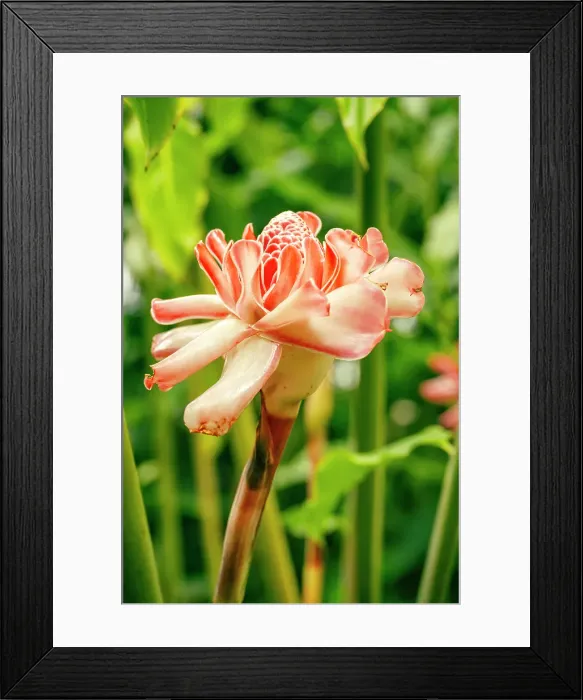 Framed Print : africa, Rwanda, Kibuye. A Ginger Flower in the Garden of Cormoran Lodge Framed Print : africa, Rwanda, Kibuye. A Ginger Flower in the Garden of Cormoran Lodge