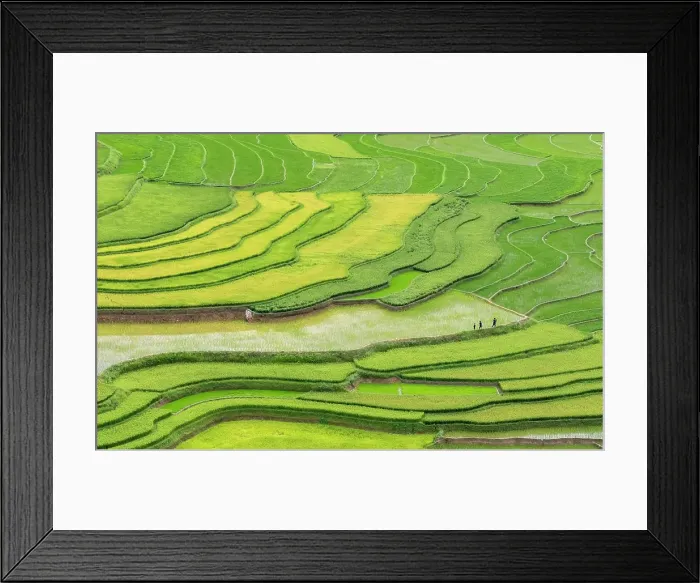 Framed Print : The rice terraces of Tu Le, Yen Bai Province, Vietnam Framed Print : The rice terraces of Tu Le, Yen Bai Province, Vietnam