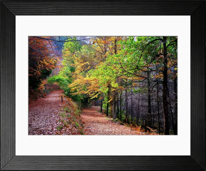 Framed Print : Beech trees (Fagus sylvatica) forest of Sao Lourenco in the Autumn. Walking trail in the forest. Manteigas, Serra da Estrela Nature Park. Portugal