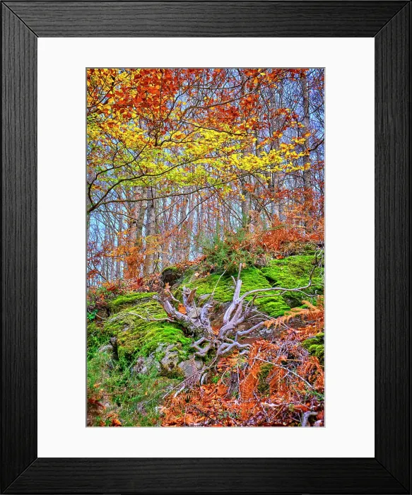 Framed Print : Beech trees (Fagus sylvatica) forest of Sao Lourenço in the Autumn. Walking trail in the forest. Manteigas, Serra da Estrela Nature Park. Portugal Framed Print : Beech trees (Fagus sylvatica) forest of Sao Lourenço in the Autumn. Walking trail in the forest. Manteigas, Serra da Estrela Nature Park. Portugal