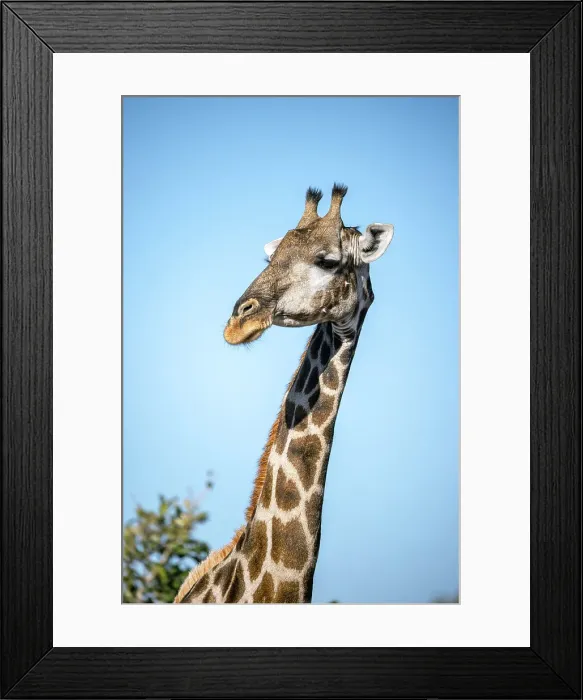 Framed Print : Giraffe, Okavango Delta, Botswana Framed Print : Giraffe, Okavango Delta, Botswana