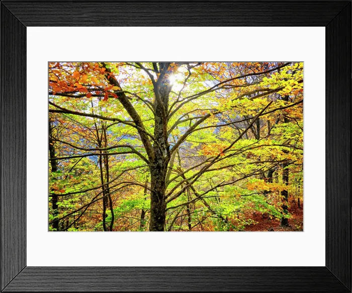 Framed Print : Beech trees (Fagus sylvatica) in the Autumn. Walking trail in the forest. Manteigas, Serra da Estrela Nature Park. Portugal Framed Print : Beech trees (Fagus sylvatica) in the Autumn. Walking trail in the forest. Manteigas, Serra da Estrela Nature Park. Portugal