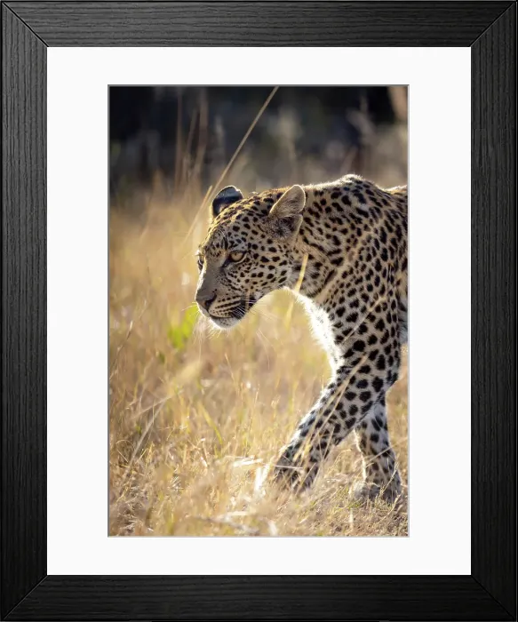 Framed Print : Leopard walking, Okavango Delta, Botswana