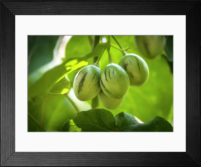 Framed Print : africa, Rwanda, Kivu Lake. The plant of a tree tomato in a garden Framed Print : africa, Rwanda, Kivu Lake. The plant of a tree tomato in a garden
