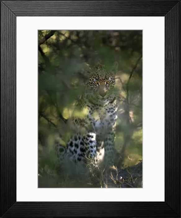 Framed Print : Leopard staring out of thick bushes, Okavango Delta, Botswana Framed Print : Leopard staring out of thick bushes, Okavango Delta, Botswana