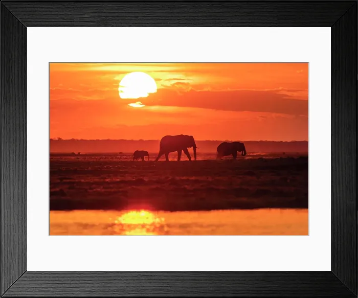 Framed Print : Africa, Botswana, Chobe National Park. An elephant family at sunset on the riverbank Framed Print : Africa, Botswana, Chobe National Park. An elephant family at sunset on the riverbank