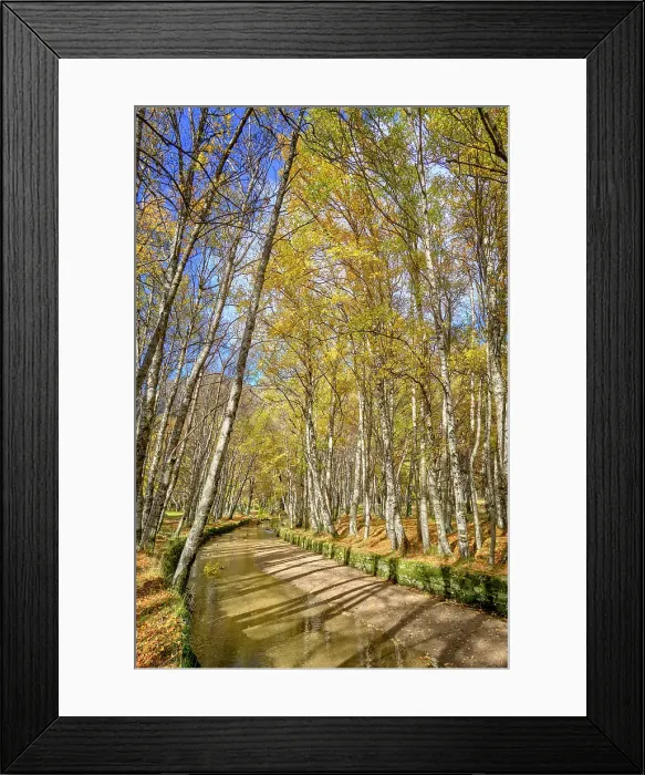 Framed Print : Birch trees and the Zezere river at Covao da Ametade in Autumn. Manteigas, Serra da Estrela Nature Park. Portugal Framed Print : Birch trees and the Zezere river at Covao da Ametade in Autumn. Manteigas, Serra da Estrela Nature Park. Portugal