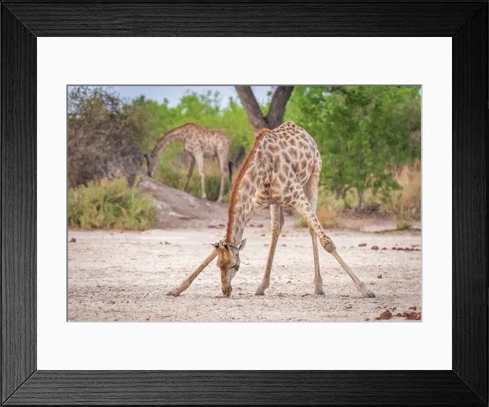 Framed Print : Africa, Botswana, Kwando Concession. A giraffe eating salty soil Framed Print : Africa, Botswana, Kwando Concession. A giraffe eating salty soil