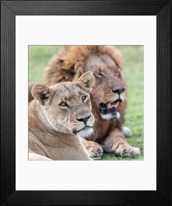 Framed Print : Africa, Botswana, Okawango Delta, Pompom Camp. A beautiful couple of lions Framed Print : Africa, Botswana, Okawango Delta, Pompom Camp. A beautiful couple of lions
