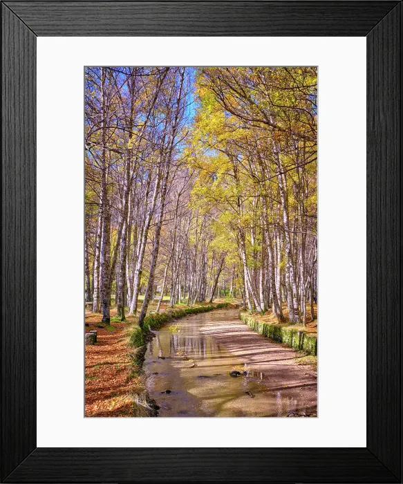 Framed Print : Birch trees and the Zezere river at Covao da Ametade in Autumn. Manteigas, Serra da Estrela Nature Park. Portugal Framed Print : Birch trees and the Zezere river at Covao da Ametade in Autumn. Manteigas, Serra da Estrela Nature Park. Portugal