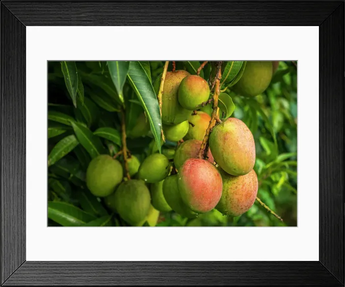 Framed Print : africa, Rwanda, Kivu Lake. Mangoes growing Framed Print : africa, Rwanda, Kivu Lake. Mangoes growing